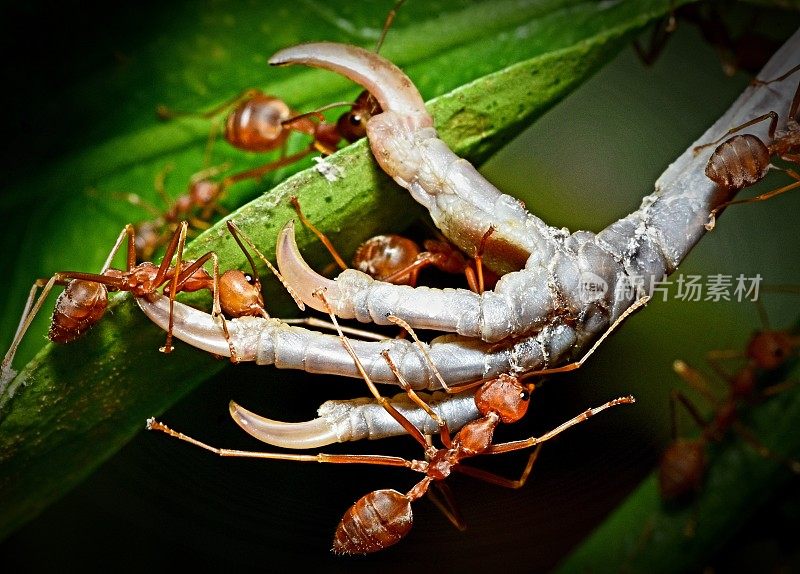 蚂蚁咬和拖鸟爪到巢的动物行为。
