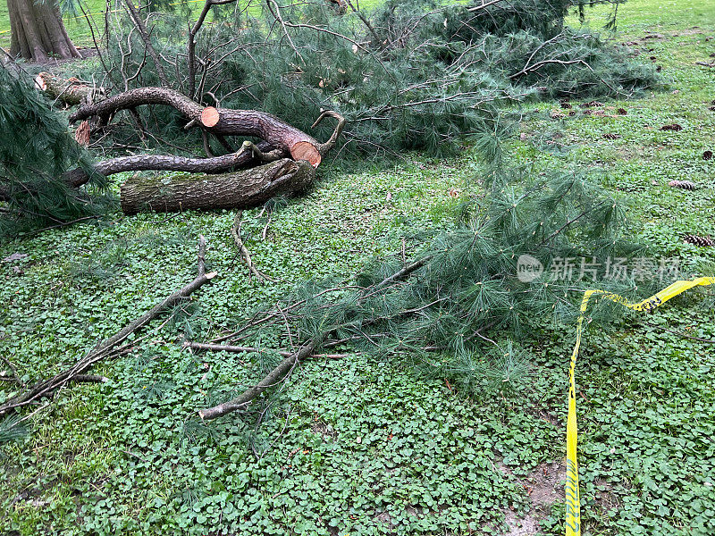 暴风雨后树木被砍倒