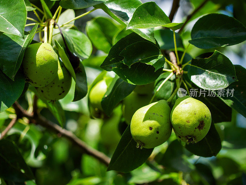 阳光下的梨和绿叶;反映生长和自然恩惠的图像，适合于植物学或营养学的教材。