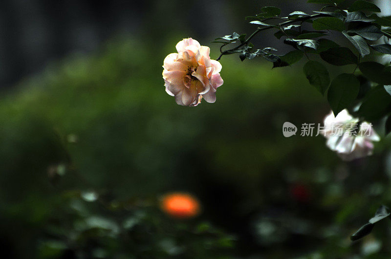 花玫瑰花朵