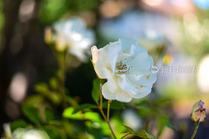 白野花浸泡