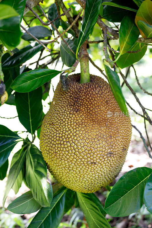 菠萝蜜在树上成熟