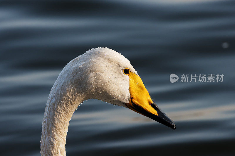 白天鹅头特写