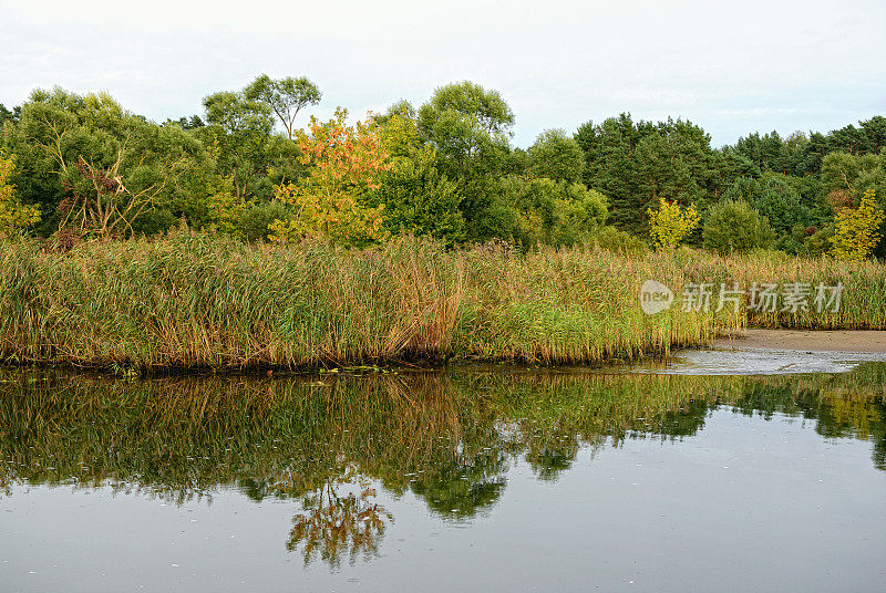 哈维尔河景观有柳树和芦苇