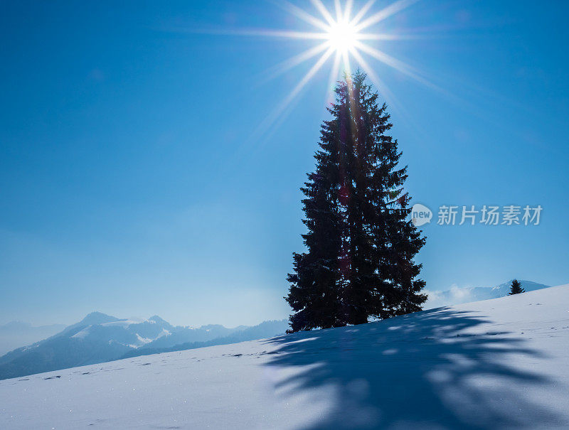 冷杉树在冬季景观