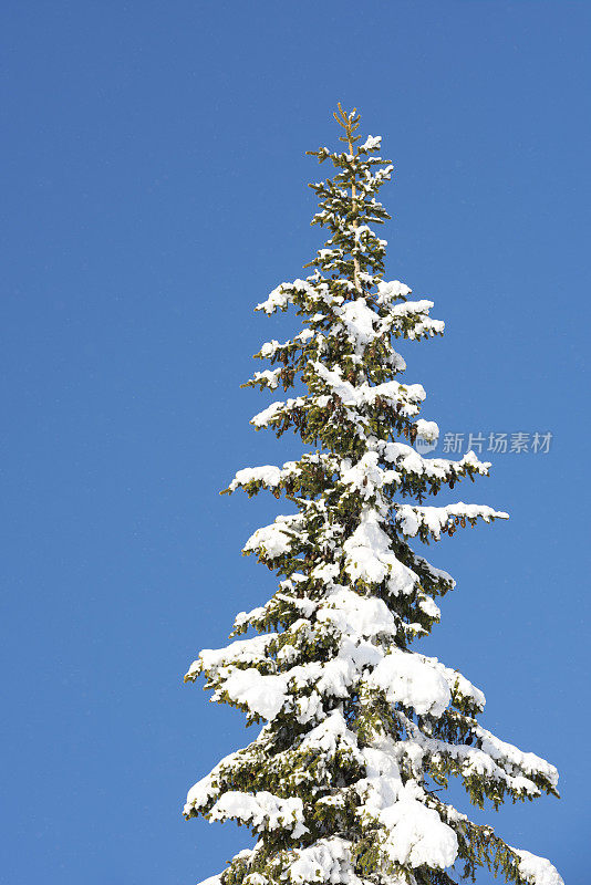 冬天，雪覆盖着挪威云杉