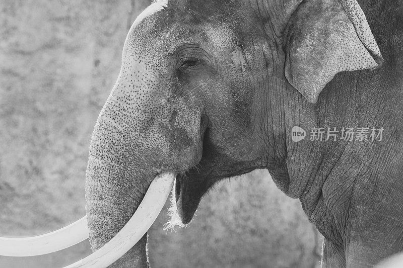 露出白色长牙的亚洲象