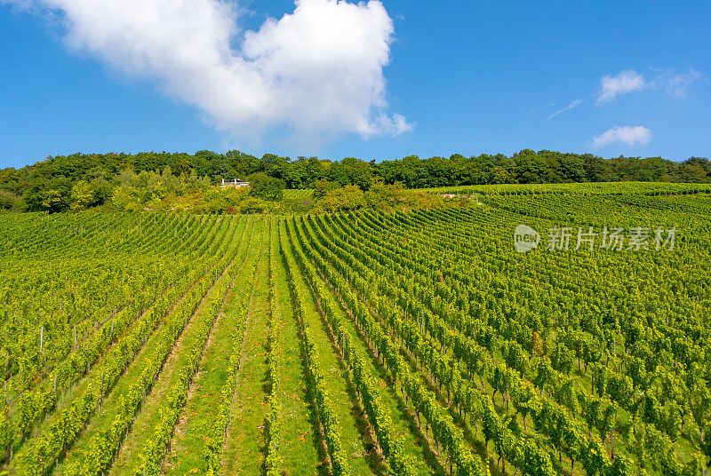 葡萄园在低森林纪念碑纪念碑Rüdesheim，德国