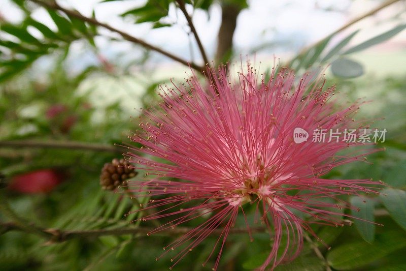 红粉扑花的形象，珊花盛开在热带印度花园树像瓶刷花和敏感植物