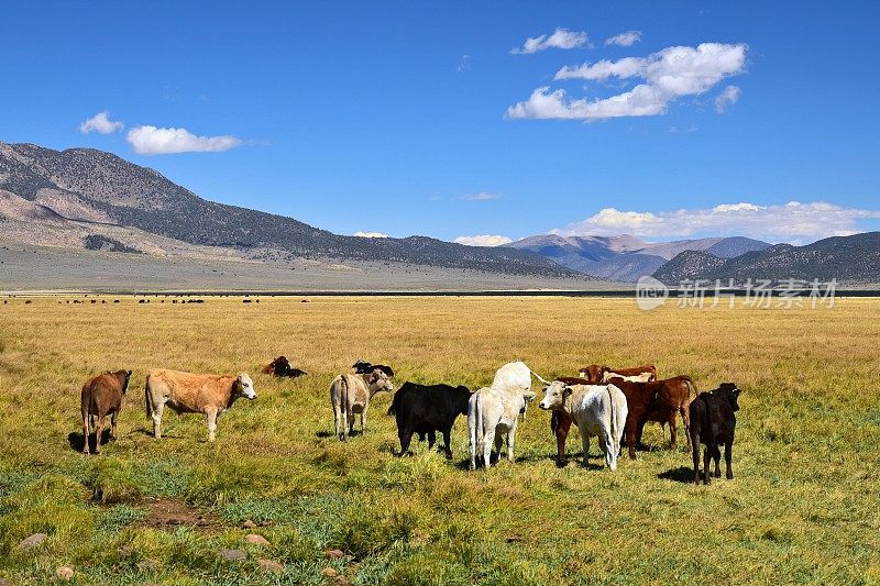 牛群在山谷里吃草