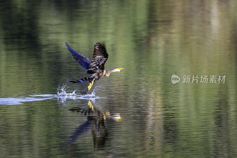 Aningha(蛇鸟)飞离水面