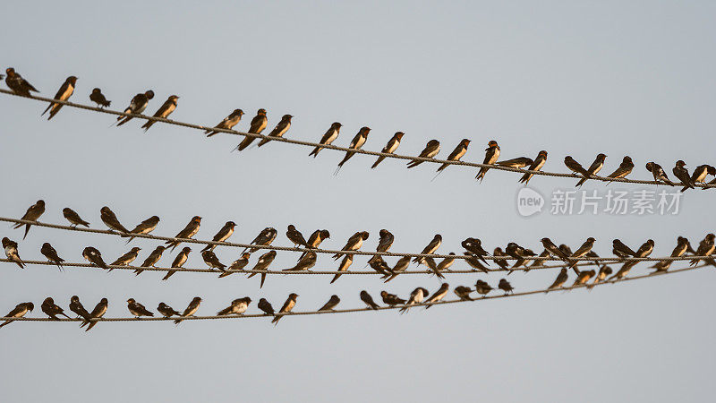 一大群巴恩燕子在缆绳上休息