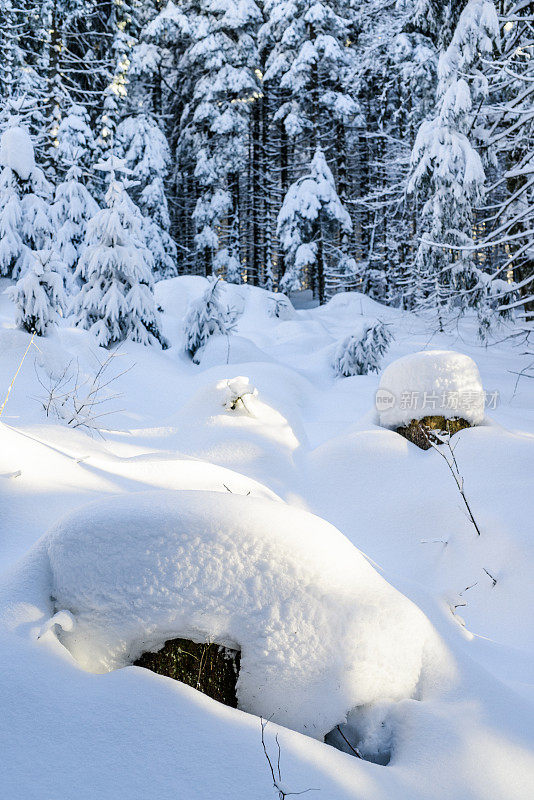 捷克波西米亚冬季森林的树干被雪覆盖