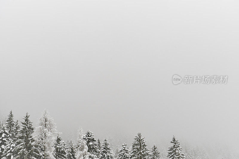 松树林的树梢上覆盖着积雪