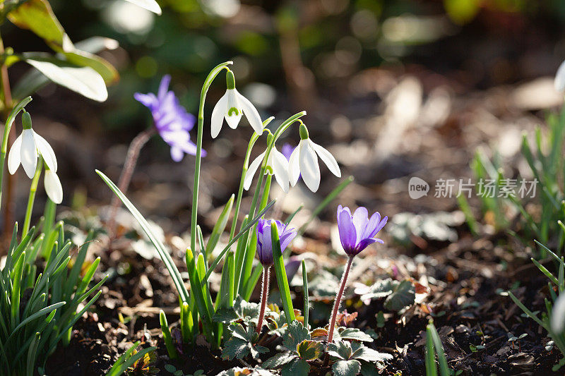 雪花莲和地叶在早春开花