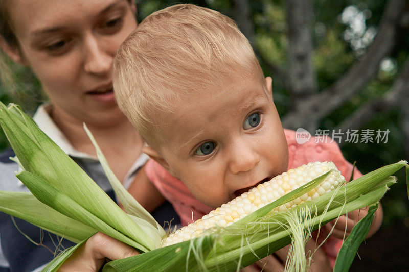 小男孩啃新鲜玉米棒子的肖像