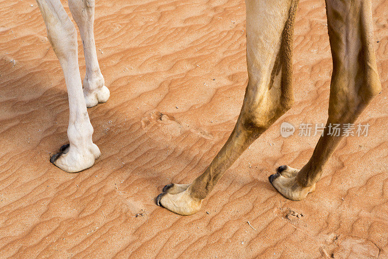 阿曼，骆驼腿