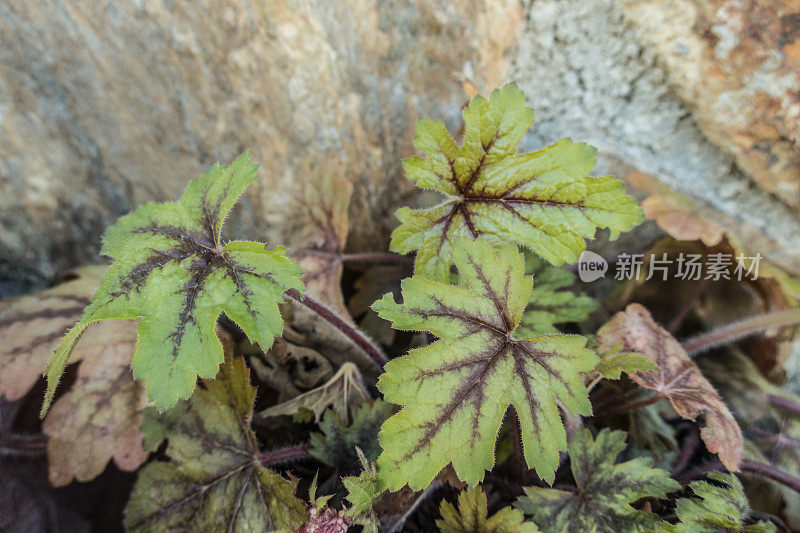 春天的珊瑚钟(Heuchera)五颜六色的叶子