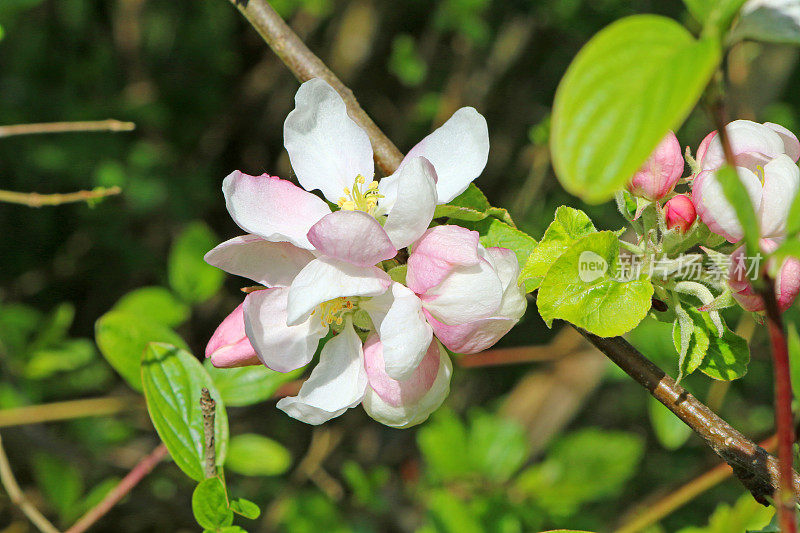 苹果花