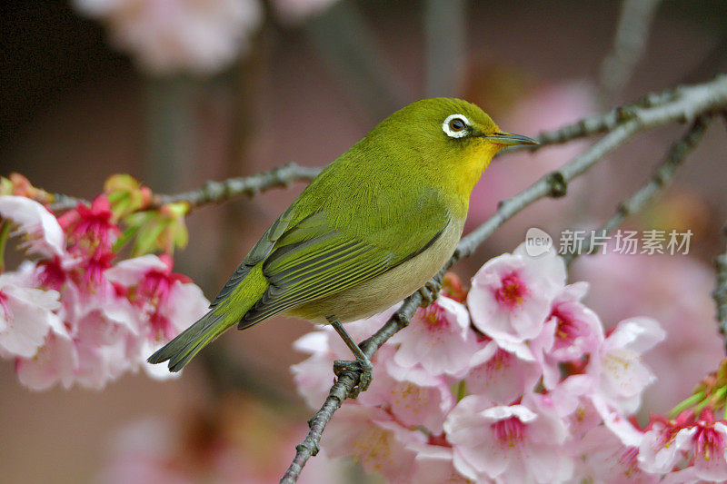 日本白眼睛享受吮吸樱花花蜜