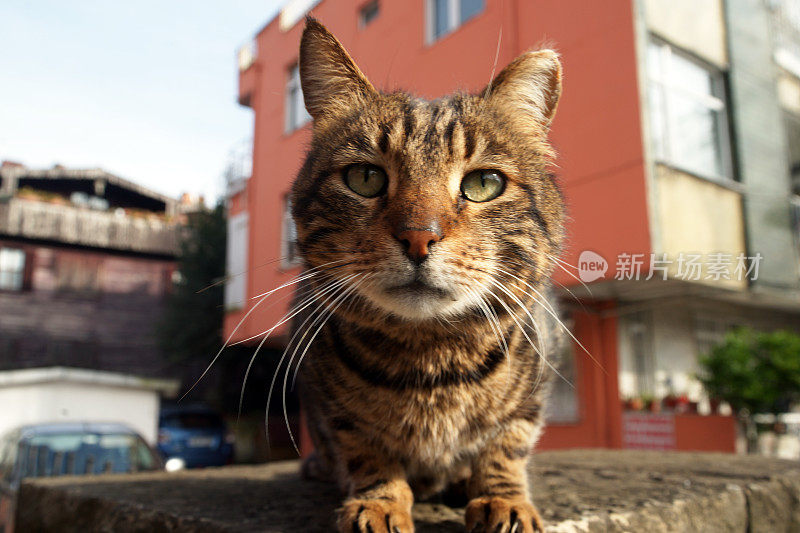 虎斑流浪猫躺着