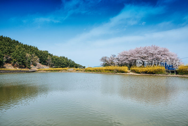 春天在韩国