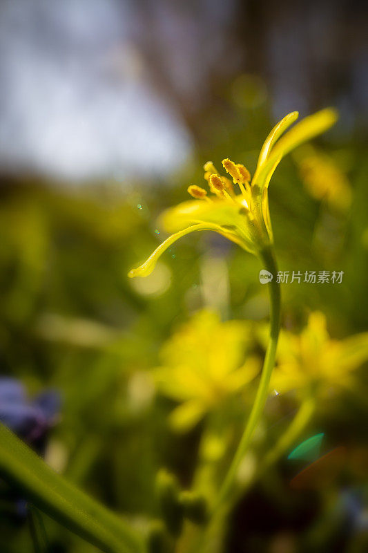 黄花植物野外特写