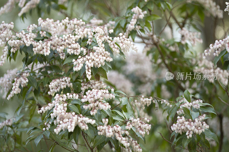 山谷灌木的白百合