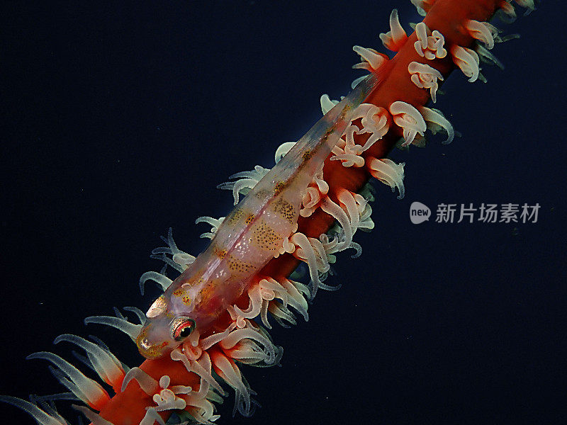在休闲潜水沙巴州，婆罗洲鞭珊瑚虾虎鱼的特写和微距镜头。