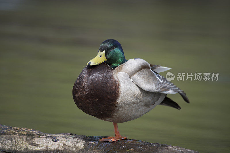 公野鸭单腿站立