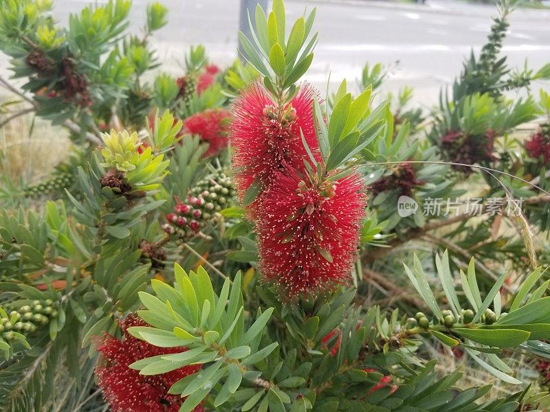 红色开花植物特写镜头