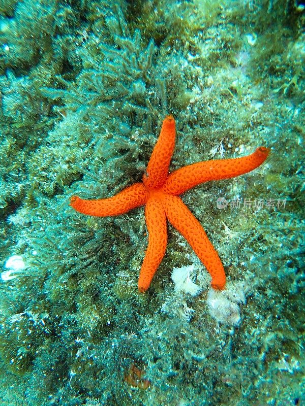 产于蓝色海洋植物上的地中海橙色海星(海星)