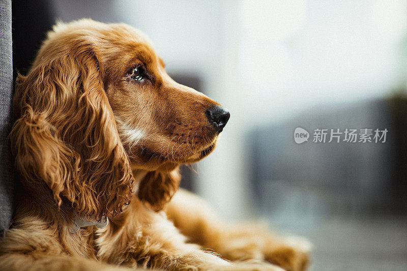 一只可爱的可卡犬小狗