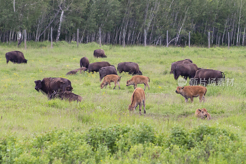 加拿大艾伯塔省麋鹿岛国家公园的野牛群