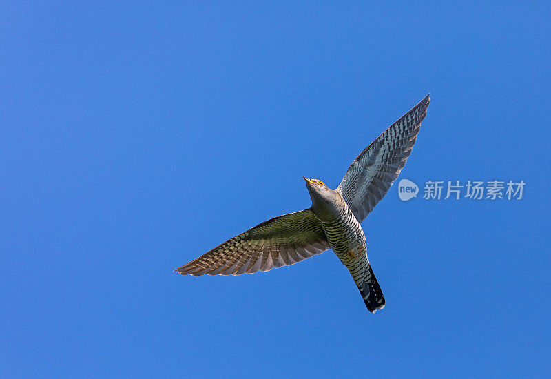 飞行常见的杜鹃