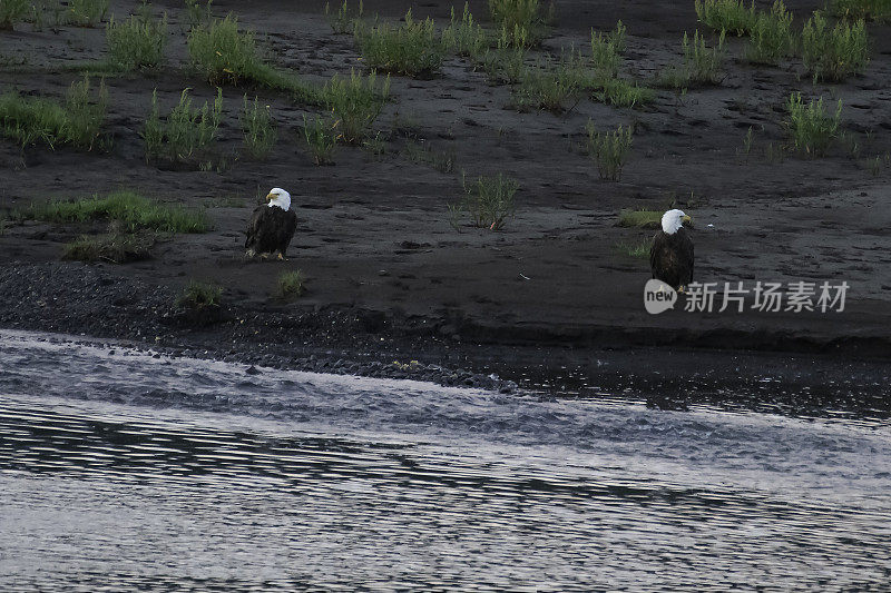 秃鹰看守野牛尸体