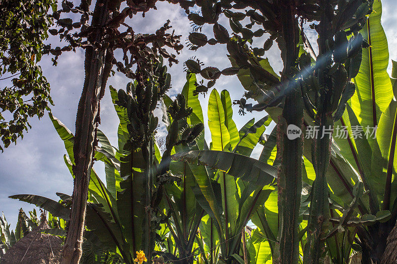 香蕉叶和仙人掌纹理。热带植物