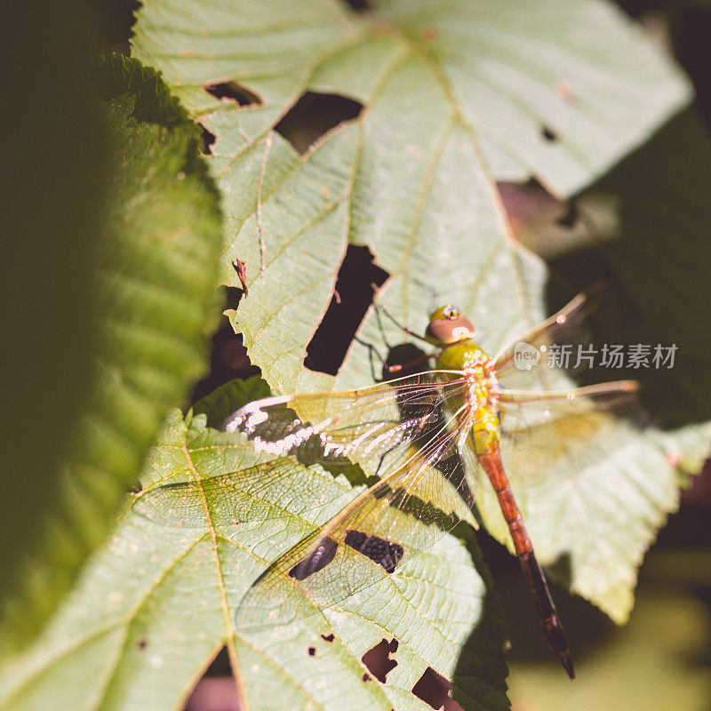 蜻蜓在一片阳光明媚的叶子上休息