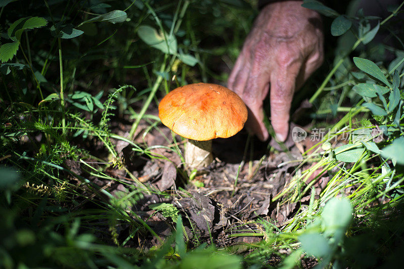 手挖蘑菇在野外，准备采摘