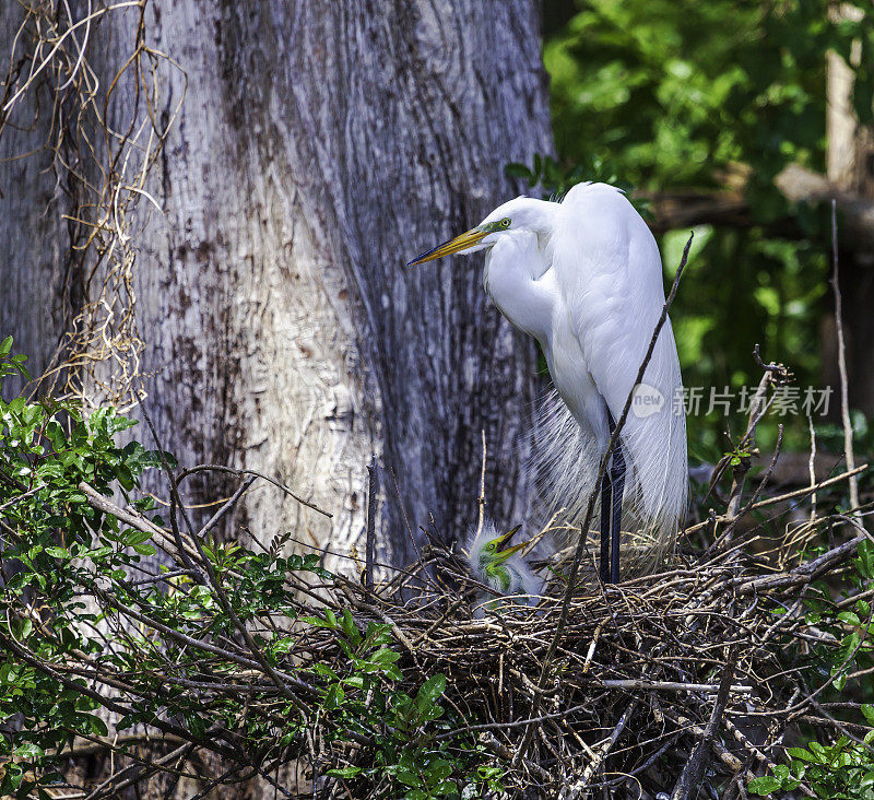 大白白鹭在佛罗里达基西米附近的森林里照顾她唯一的小鸡