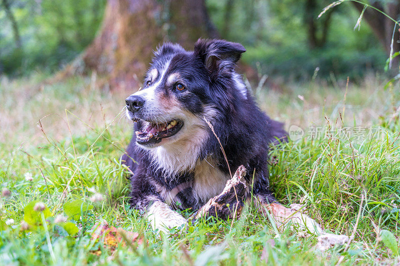 友好的边境牧羊犬