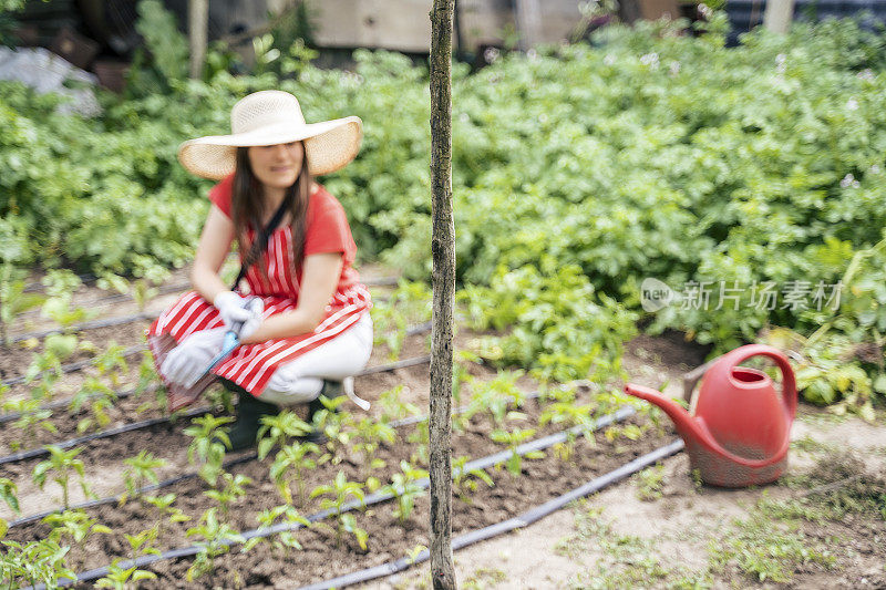 照顾花园中的植物。园艺、农业、春天。耕地，菜园。