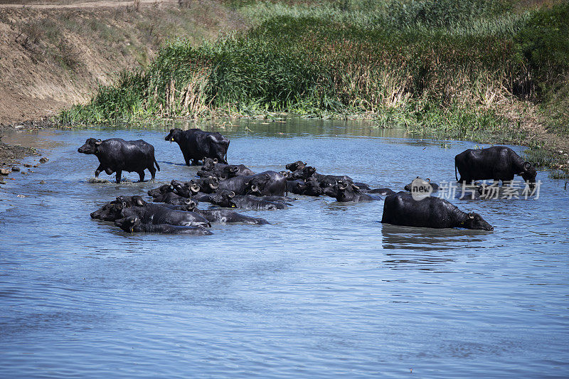 水牛在河里洗澡