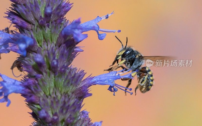 野生蜜蜂