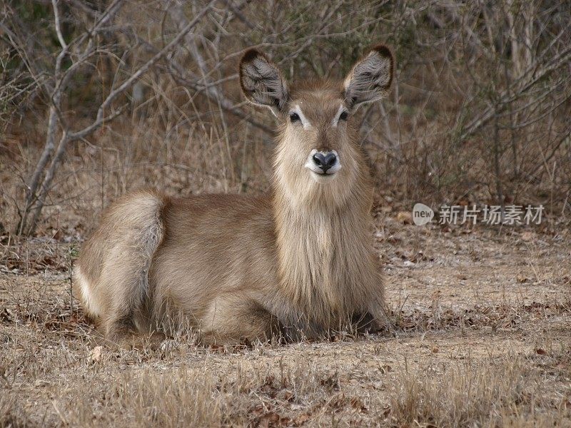 沃巴克，克鲁格国家公园，南非