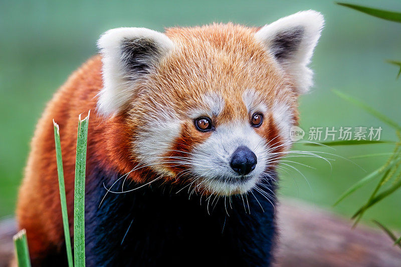 小熊猫(小熊猫)