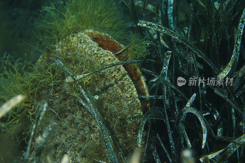 海洋生物海贝壳水下美景