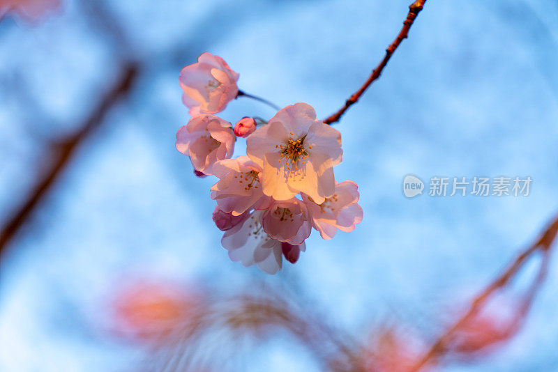 美国华盛顿国家樱花节上的樱花。