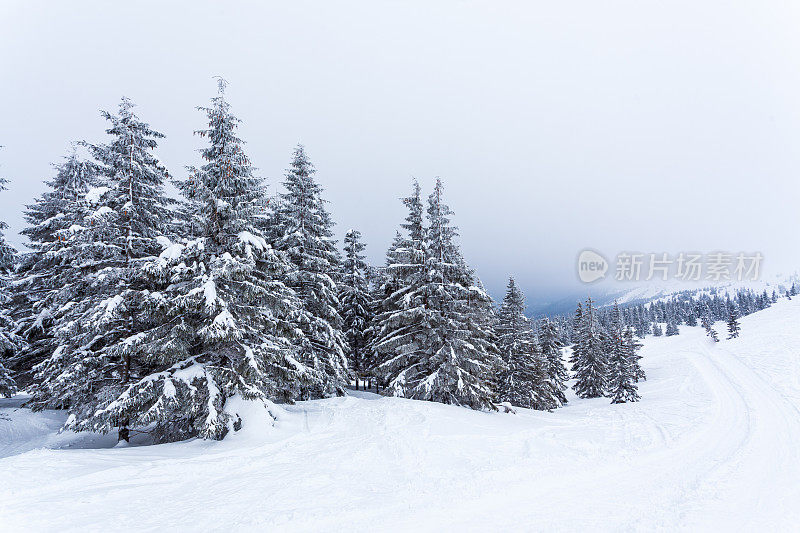 雪后冰雪覆盖的冷杉林和冬日灰蒙蒙的天空。喀尔巴阡山脉,乌克兰。