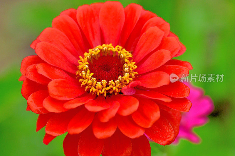 Zinnia花